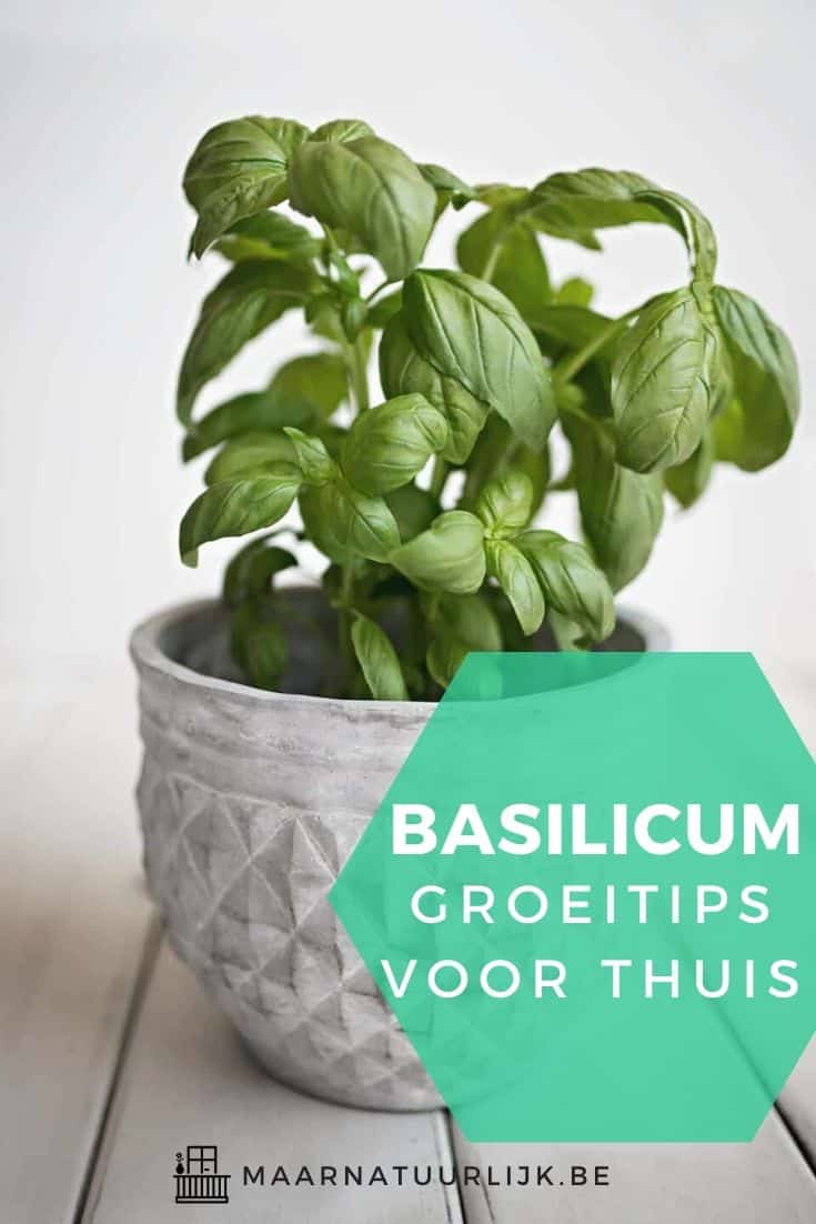 Basilicum groeitips voor thuis