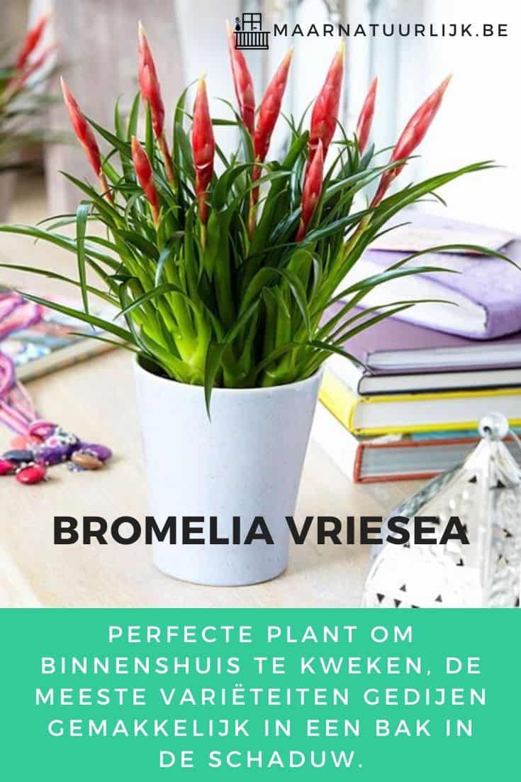 Bromelia Vriesea voor in de schaduw