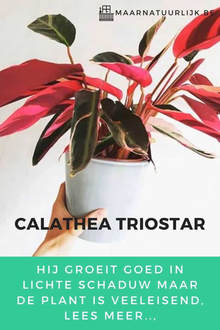 Calathea Triostar als kamerplant