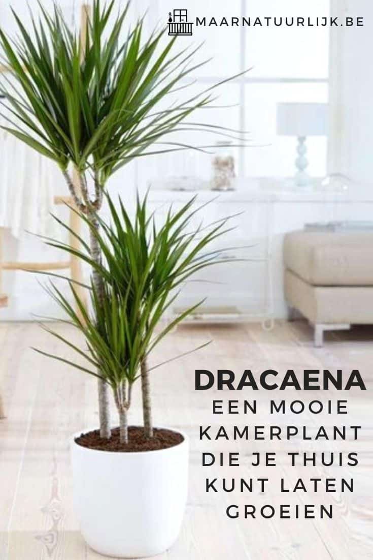 Dracaena een mooie kamerplant die je thuis kunt laten groeien