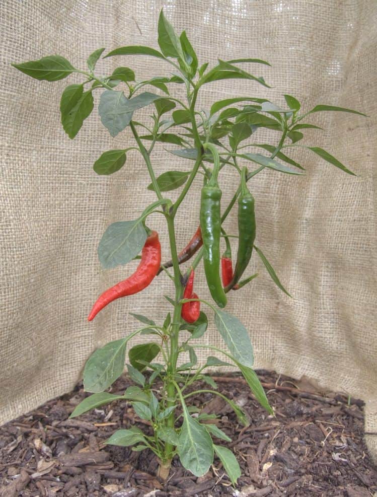 Spaanse peper plant