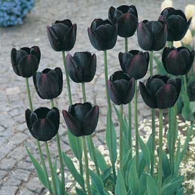 Tulp queen of the night in tuin
