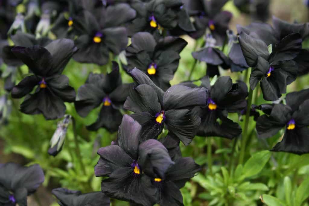 Viola Molly Sanderson bloem