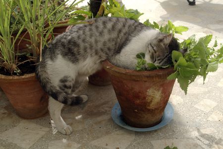 kattenkruid binnen kweken