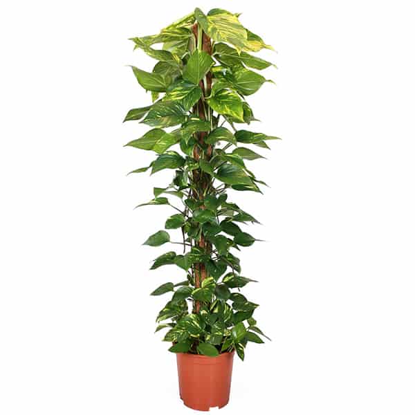 Epipremnum-aureum-Golden-Pothos-devils-ivy-kamerplant