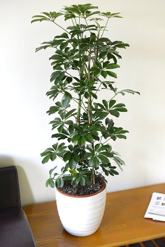 Schefflera-hoge-kamerplant
