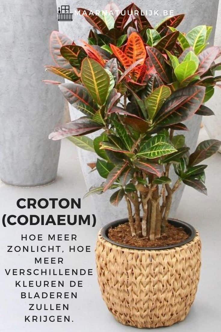 Croton (Codiaeum)