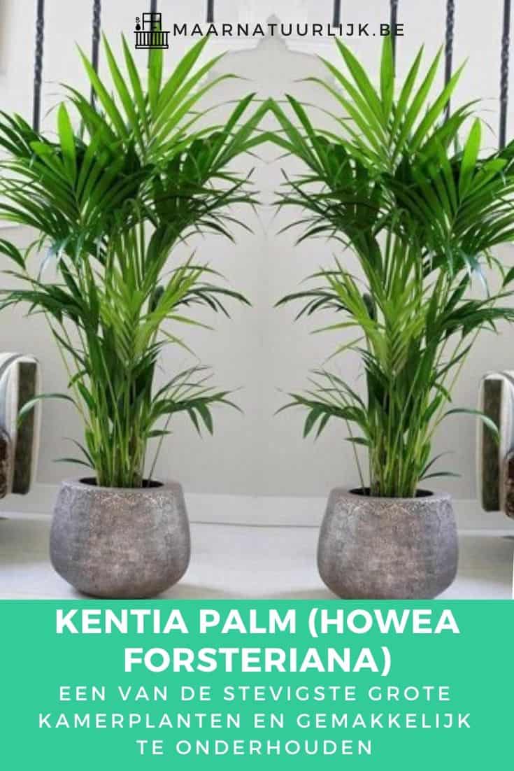 Kentia palm (Howea forsteriana)