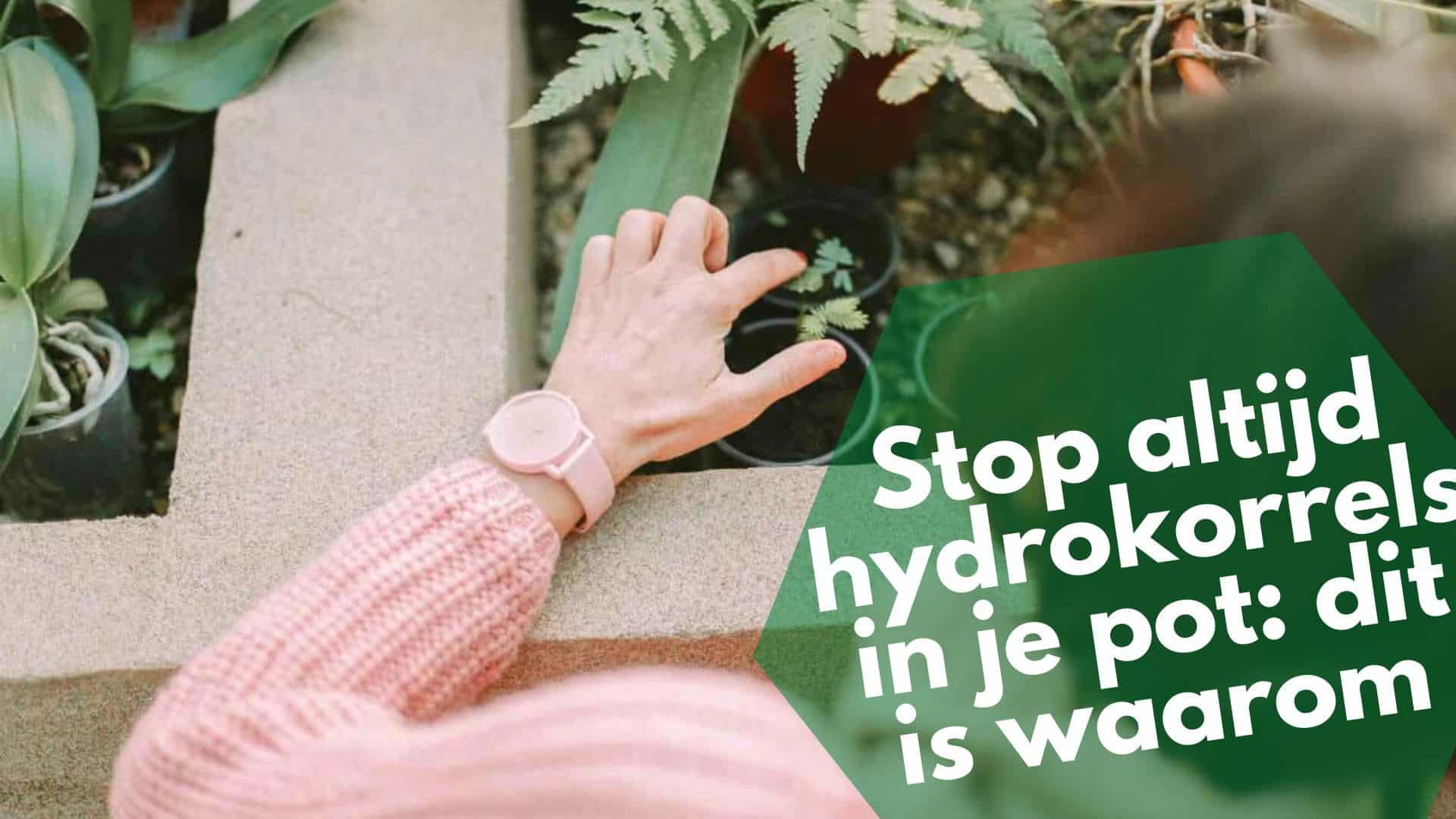 Stop altijd hydrokorrels in je pot