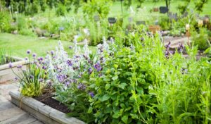 10 meest gebruikte kruidenplanten in tuinieren