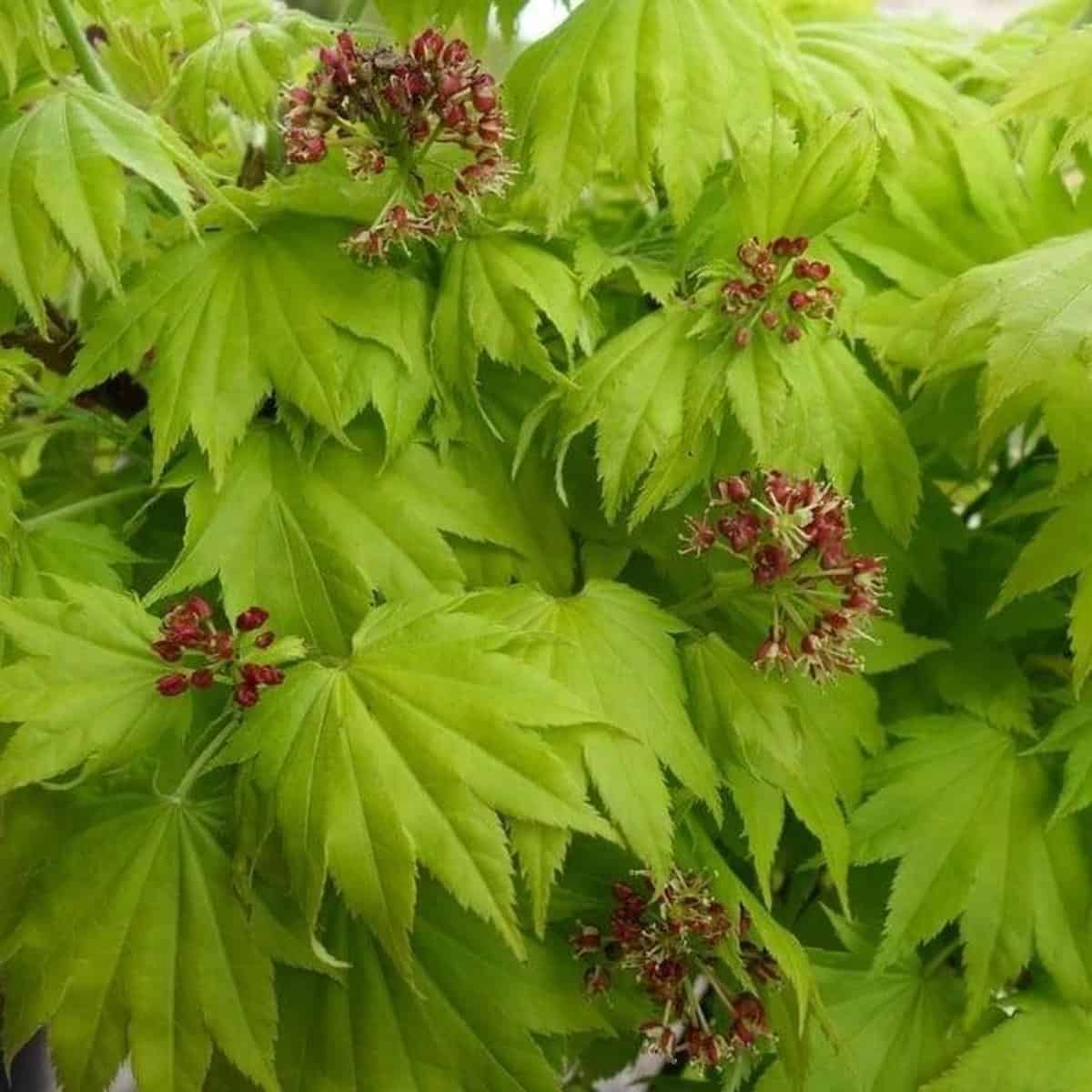 Acer Shirasawanum 'Aureum
