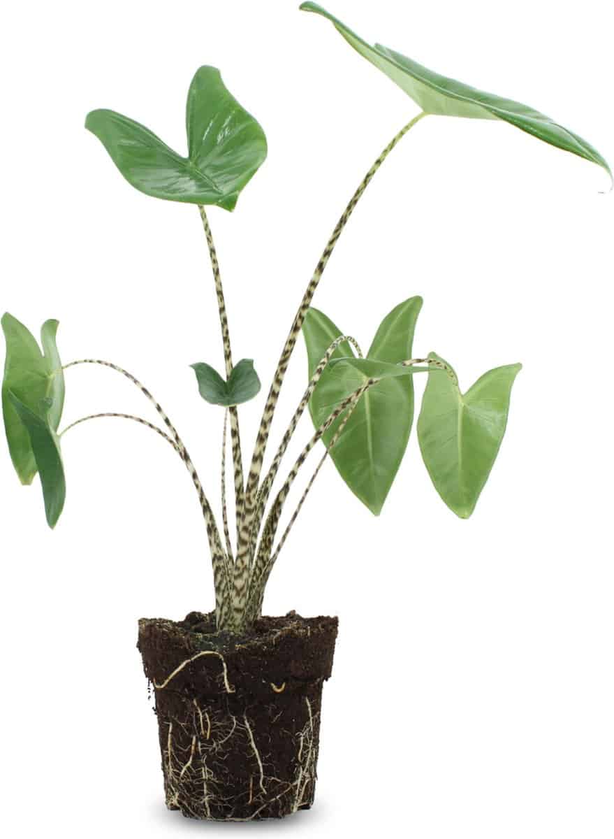 Alocasia Zebrina - 75 cm hoog - Zebra Plant