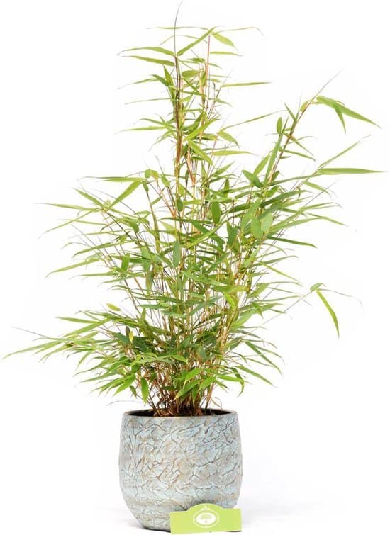 Fargesia robusta: vaste plant voor tuin terras en balkon