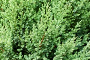 Juniperus chinensis 'Stricta
