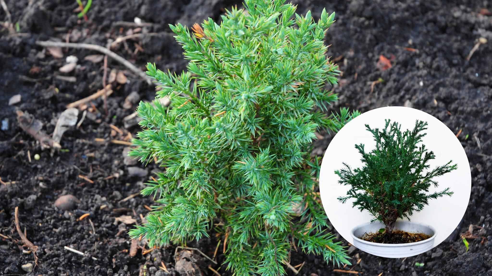 Juniperus chinensis 'Stricta' Chinese Jeneverbes