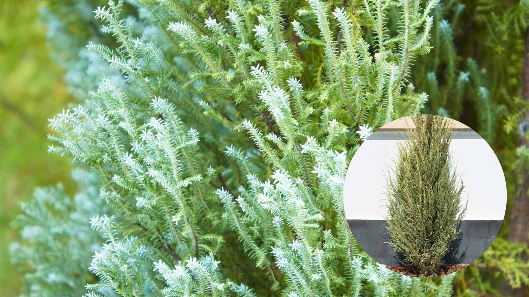 Jeneverbes conifeer: Juniperus Chinensis, Scopulorum & Compressa