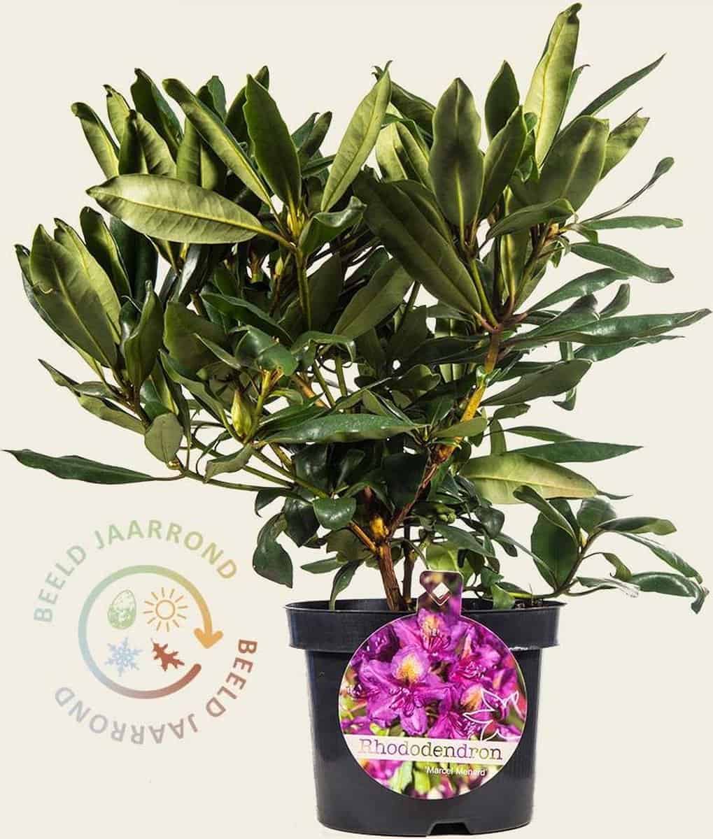 Rhododendron ponticum 'Marcel Menard'