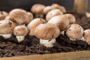 Zelf champignons kweken