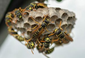 Wespenplaag Tips tegen wespen!