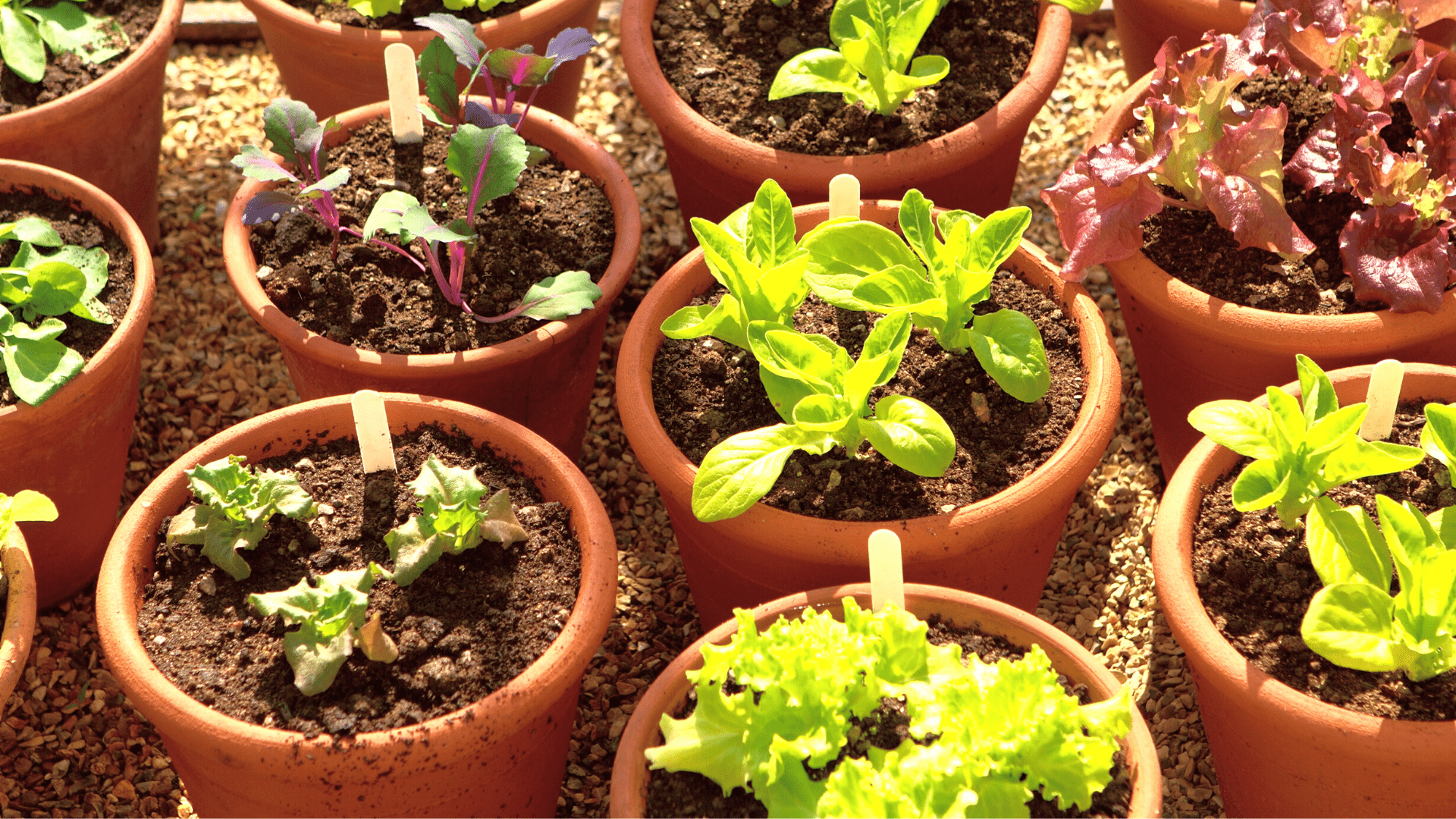 Sla thuis kweken in een pot of kweekbak: makkelijk én lekker!
