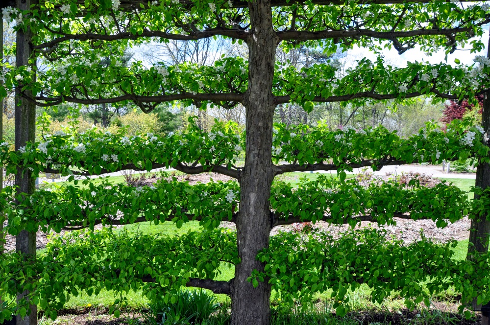 Onderhoudsarme leibomen: De perfecte keuze voor een tuin met minimale inspanning